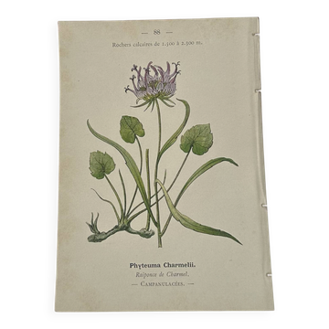 Old Botanical Engravings 19th Century – Naturalist Lithographs Flowers &