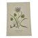 Gravure Botanique Ancienne XIXe – Lithographies Naturalistes  Fleurs &