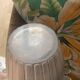 Vase René Lalique model Royat