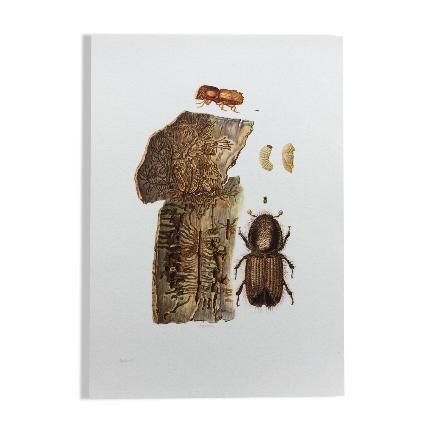 Vintage Insect Print, Old Illustration from the 60s