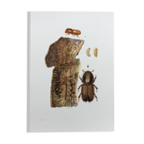 Vintage Insect Print, Old Illustration from the 60s