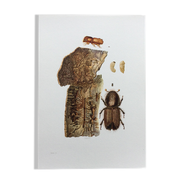 Vintage Insect Print, Old Illustration from the 60s