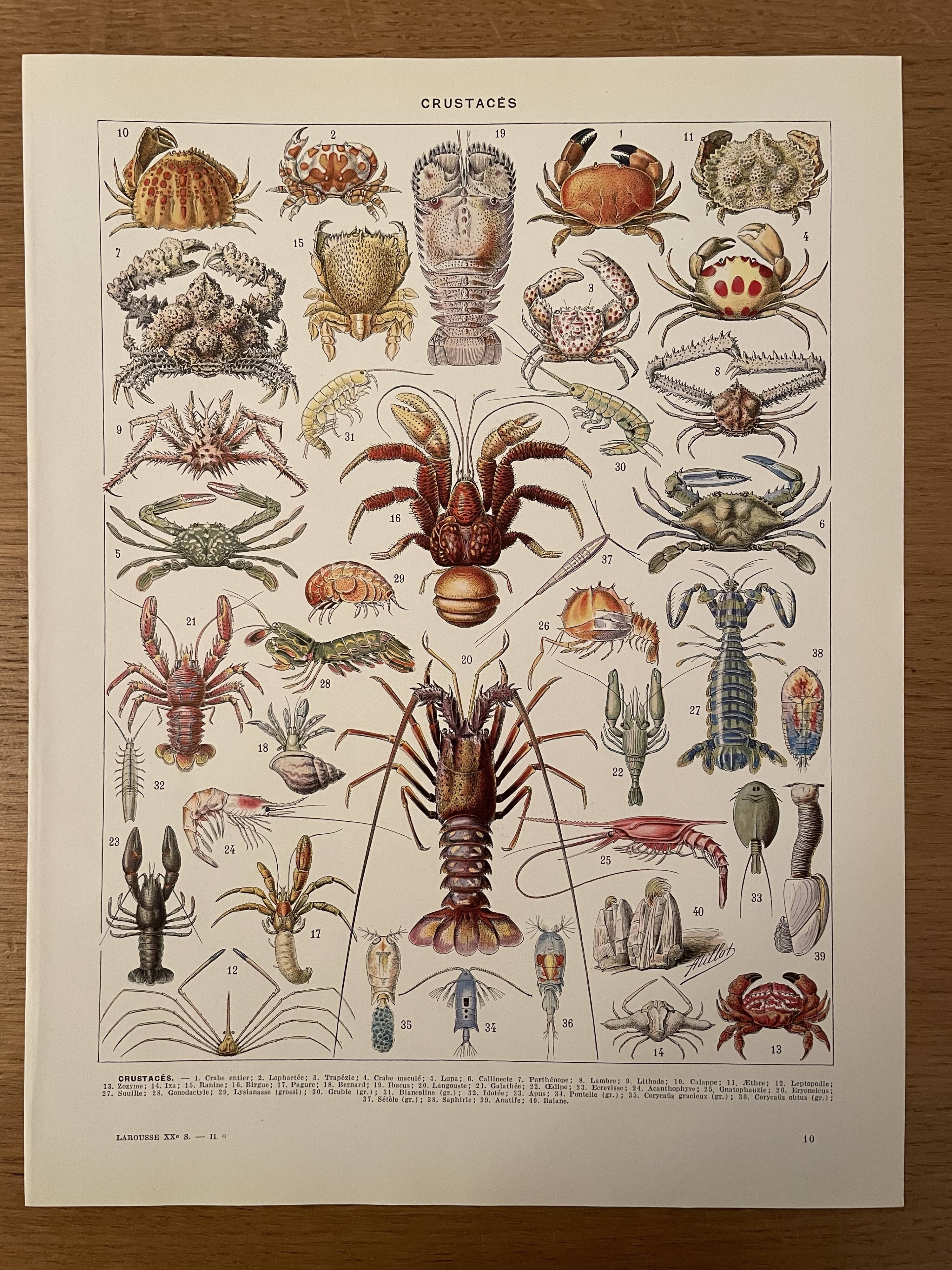 Lithograph engraving crustaceans from 1928