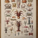 Lithograph engraving crustaceans from 1928