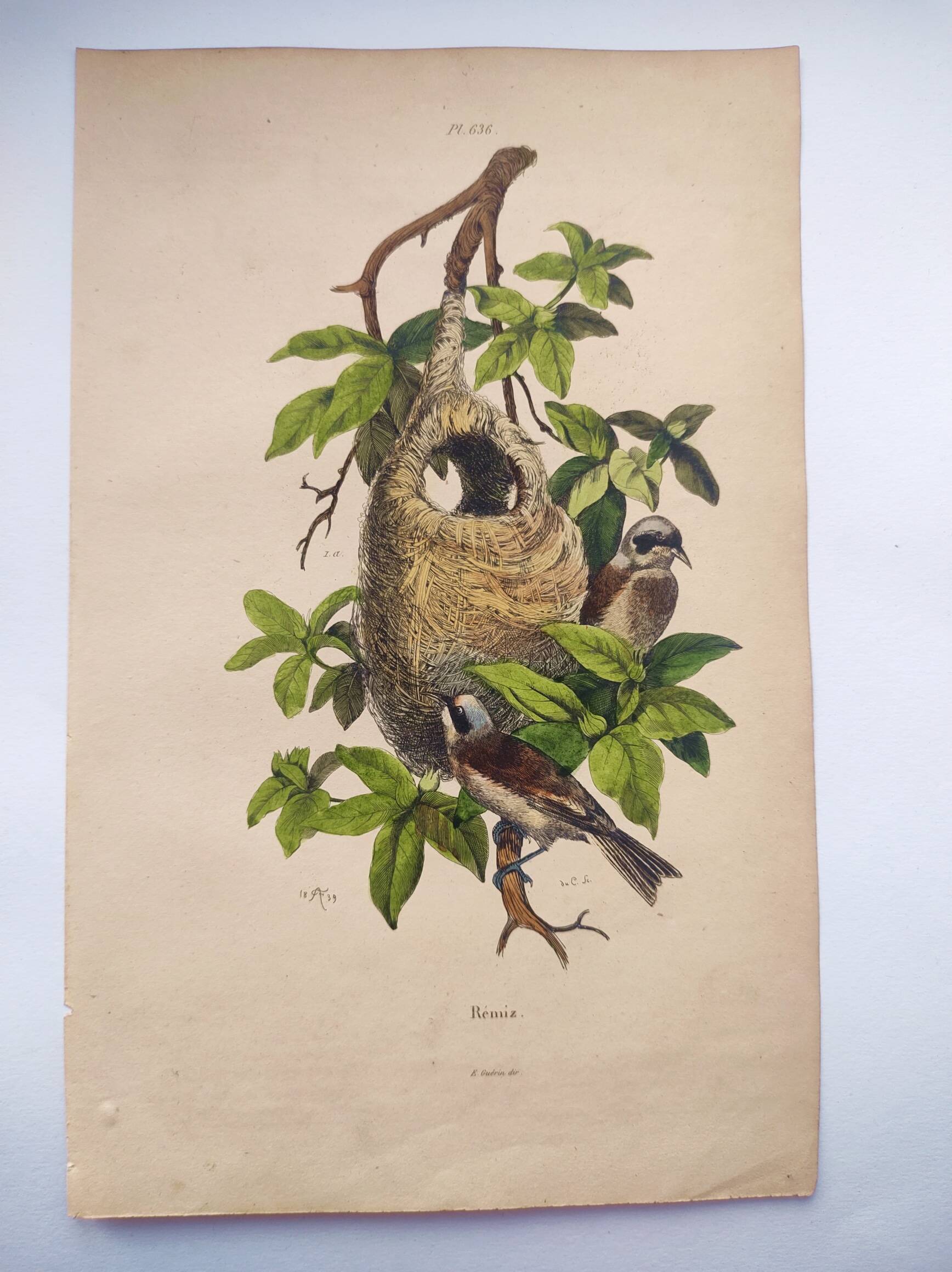 Original Engraving from 1839 -Remiz- Old hand-colored plate ornithology and birds