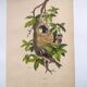 Original Engraving from 1839 -Remiz- Old hand-colored plate ornithology and birds