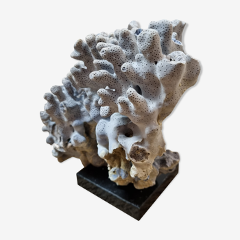 Blue coral on black marble base