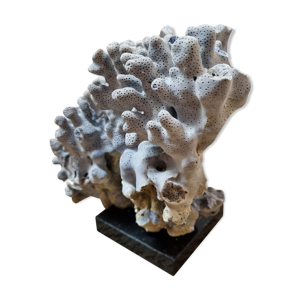 Corail bleu sur socle