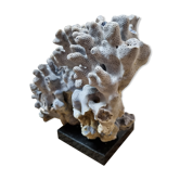 Blue coral on black marble base