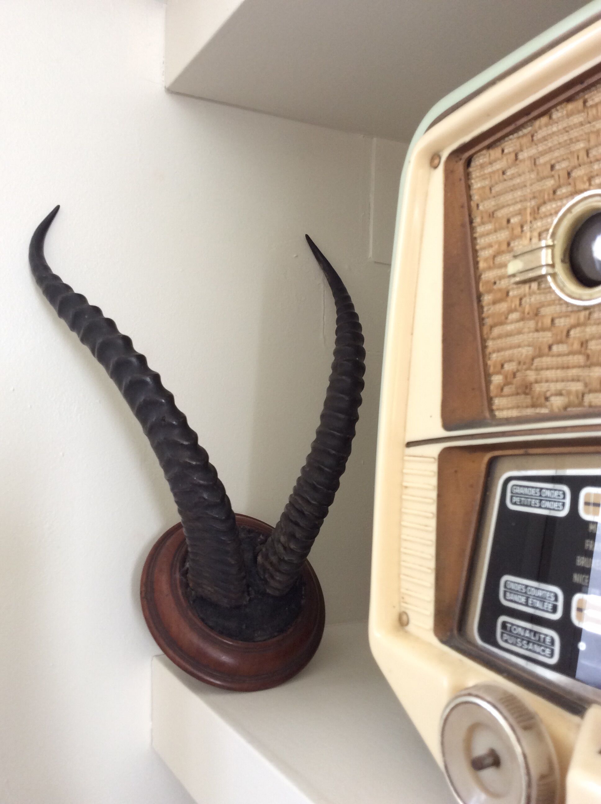 Trophy antelope horns