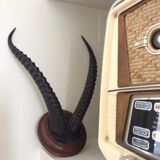 Trophy antelope horns