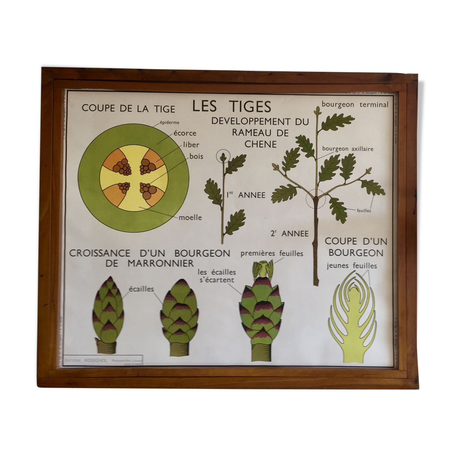 Pedagogical poster Rossignol the stem and leaves years 60