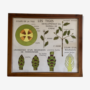 Pedagogical poster Rossignol the stem and leaves years 60