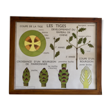 Pedagogical poster Rossignol the stem and leaves years 60