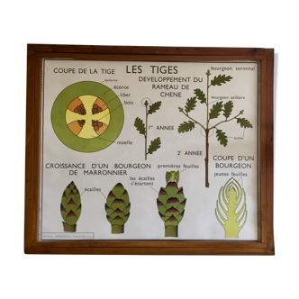 Pedagogical poster Rossignol the stem and leaves years 60