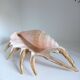 Coquillage vintage