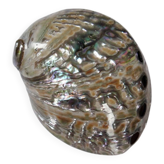 Large polished abalone shell, curiosity item, vintage 20th century.