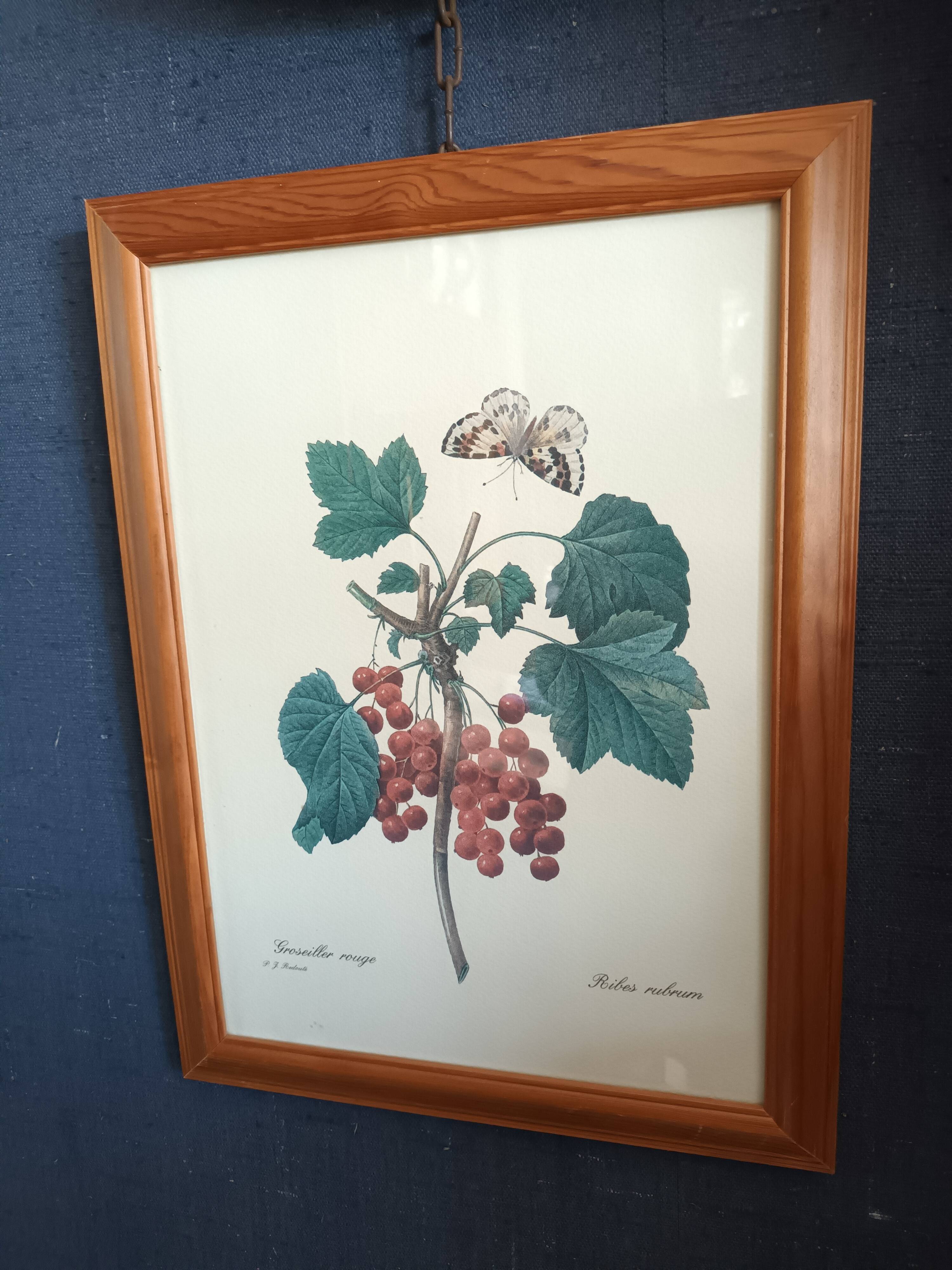 Botanical lithograph red groseiller