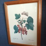 Botanical lithograph red groseiller