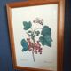 Botanical lithograph red groseiller