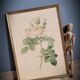 Litho rosier perfumers