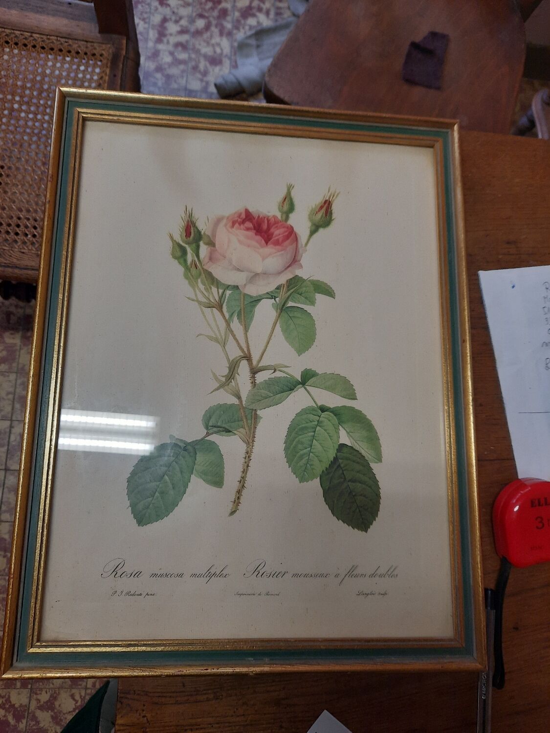 Framed botanical plate