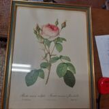 Framed botanical plate