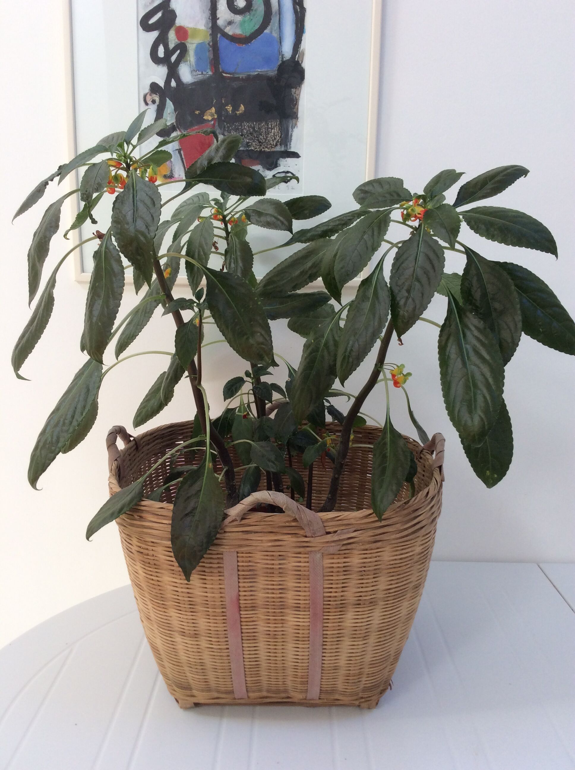 Old basket woven bamboo