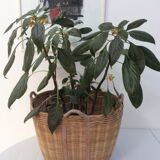 Old basket woven bamboo