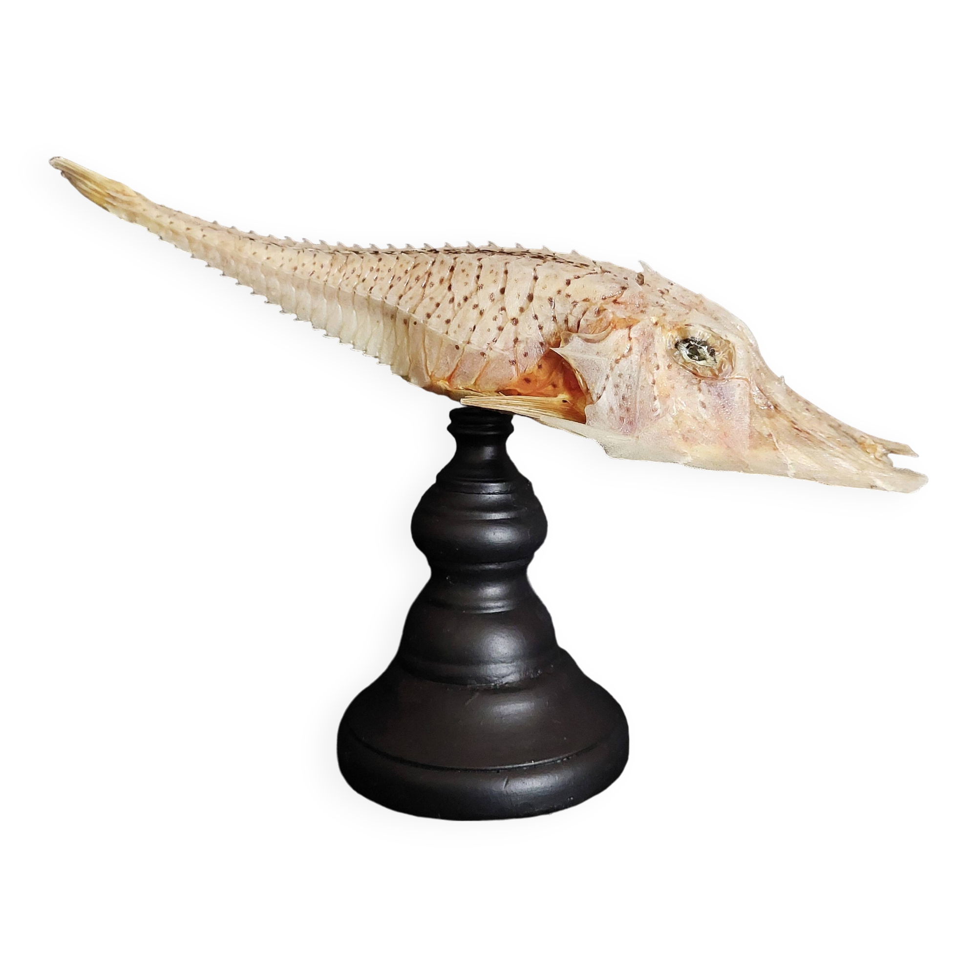 Cabinet of Curiosities naturalized fish satyrichthys welchi on base