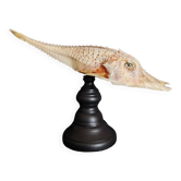 Cabinet of Curiosities naturalized fish satyrichthys welchi on base