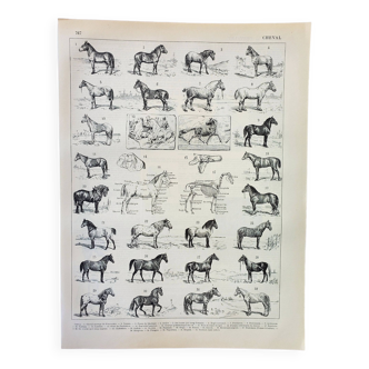 Gravure ancienne 1898, Chevaux , race, anatomie, course • Lithographie, Planche originale
