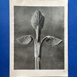 Original heliogravure 1942 n.90, Karl Blossfeldt