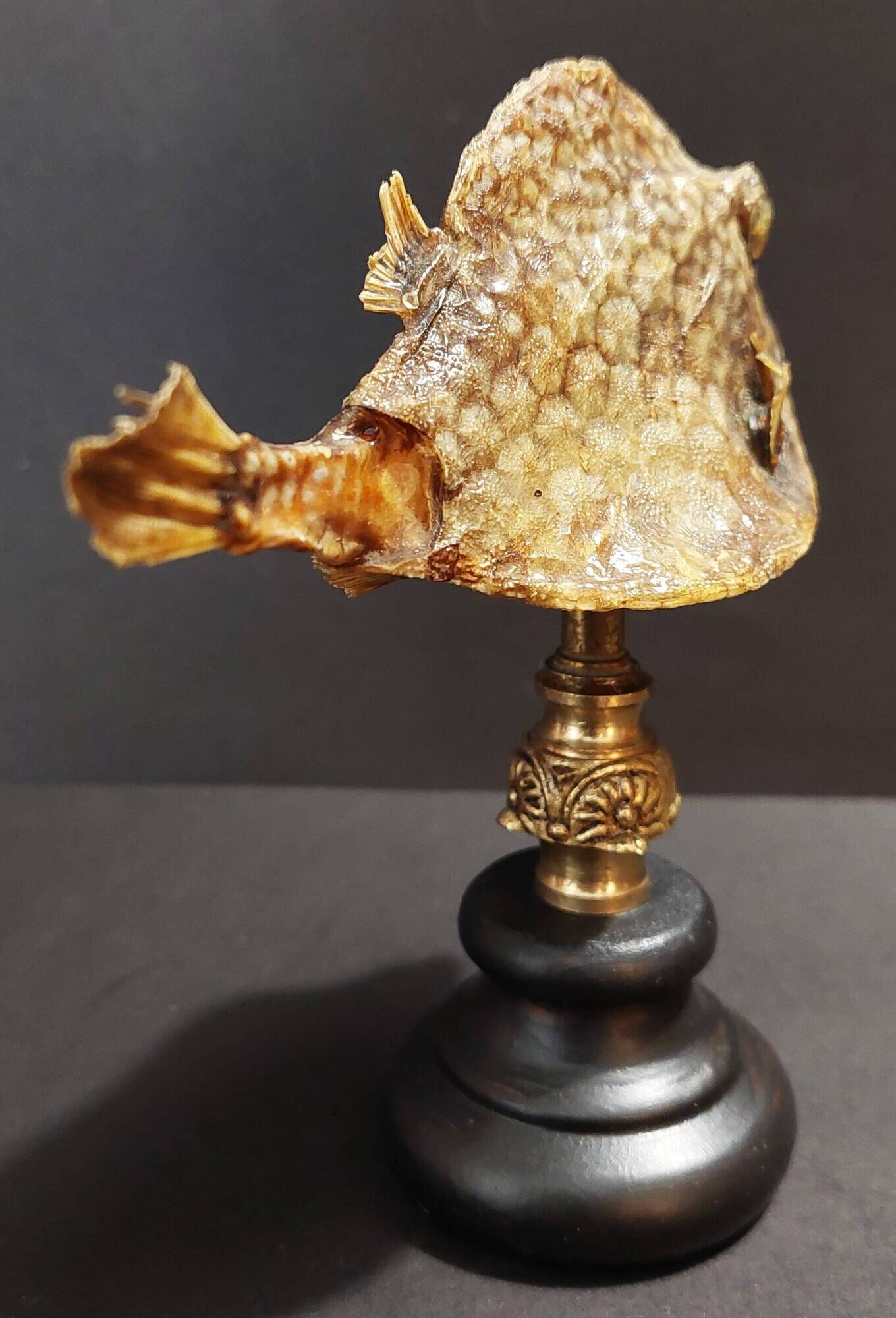 Cabinet of Curiosities naturalized fish tetrosomus concatenatus on base