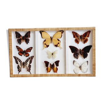 Frame 9 butterflies naturalized Congo 1984