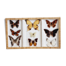 Frame 9 butterflies naturalized Congo 1984