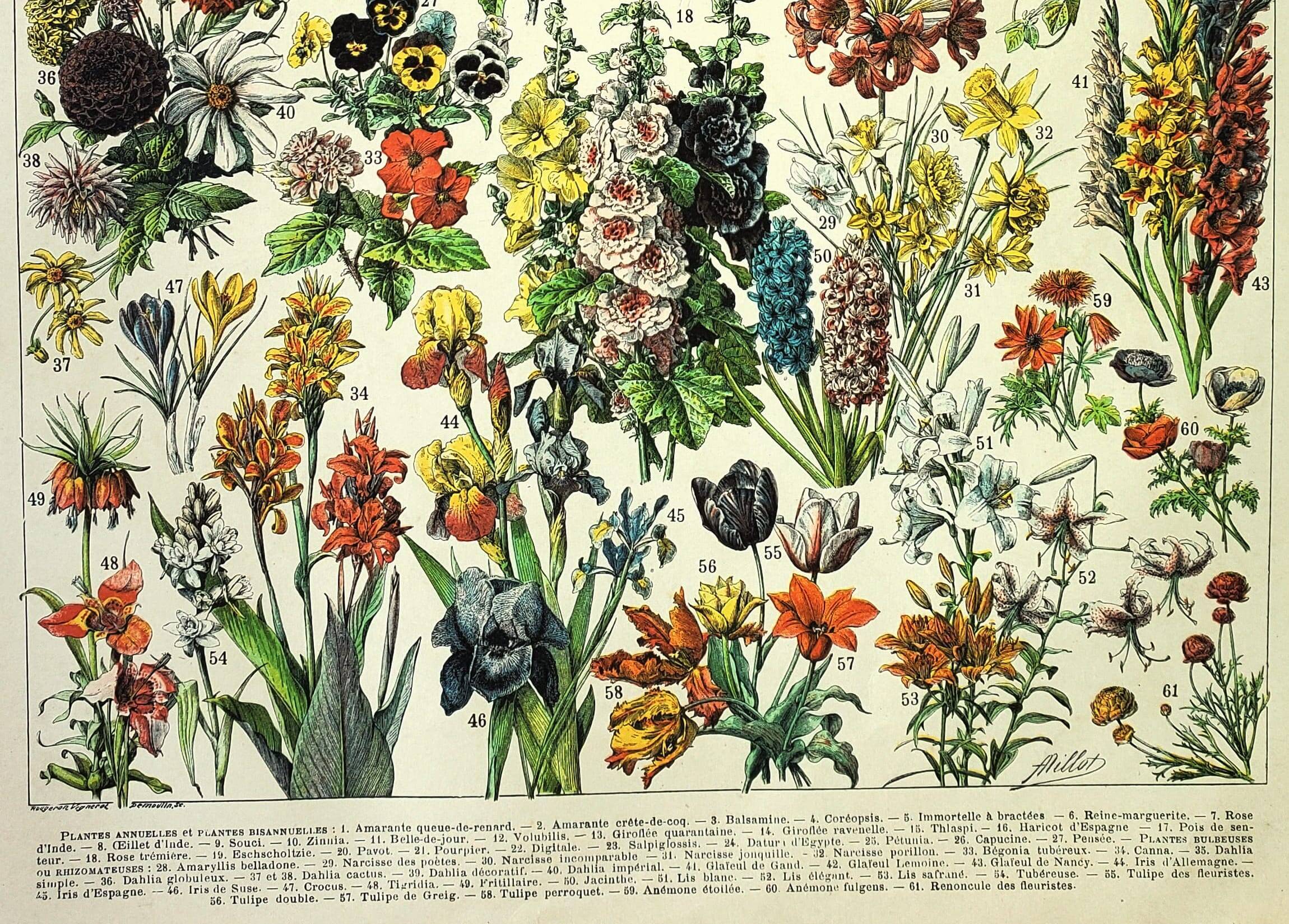 Gravure botanique 1897 A. Millot - Fleurs et plantes