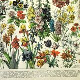Botanical engraving 1897 A. Millot - Flowers and plants 1