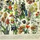 Gravure botanique 1897 A. Millot - Fleurs et plantes
