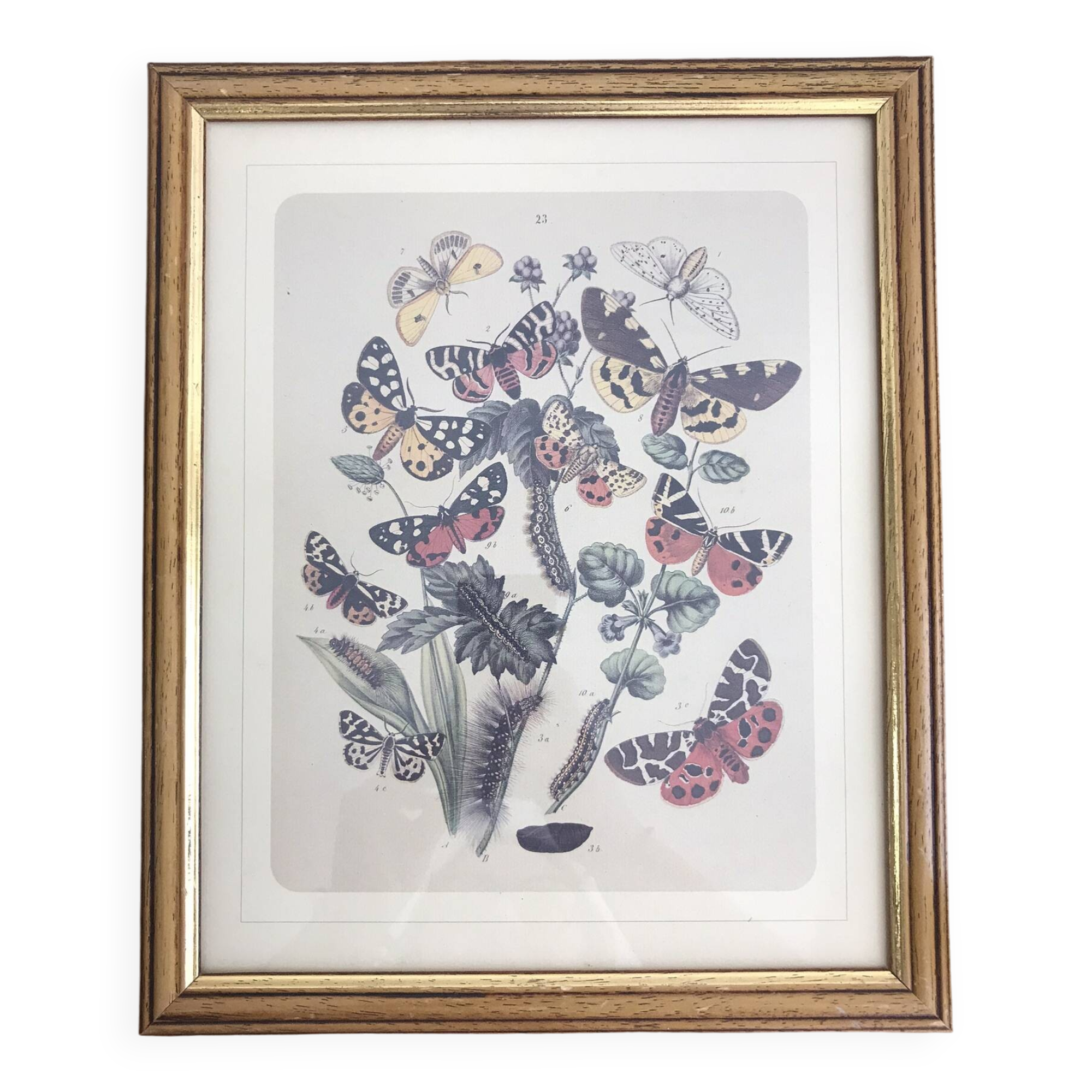 Very beautiful botanical lithograph with vintage butterfly 2
