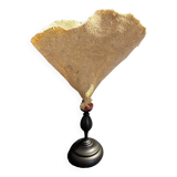 Cabinet of Curiosities sponge cut carteriospongia foliascens on base