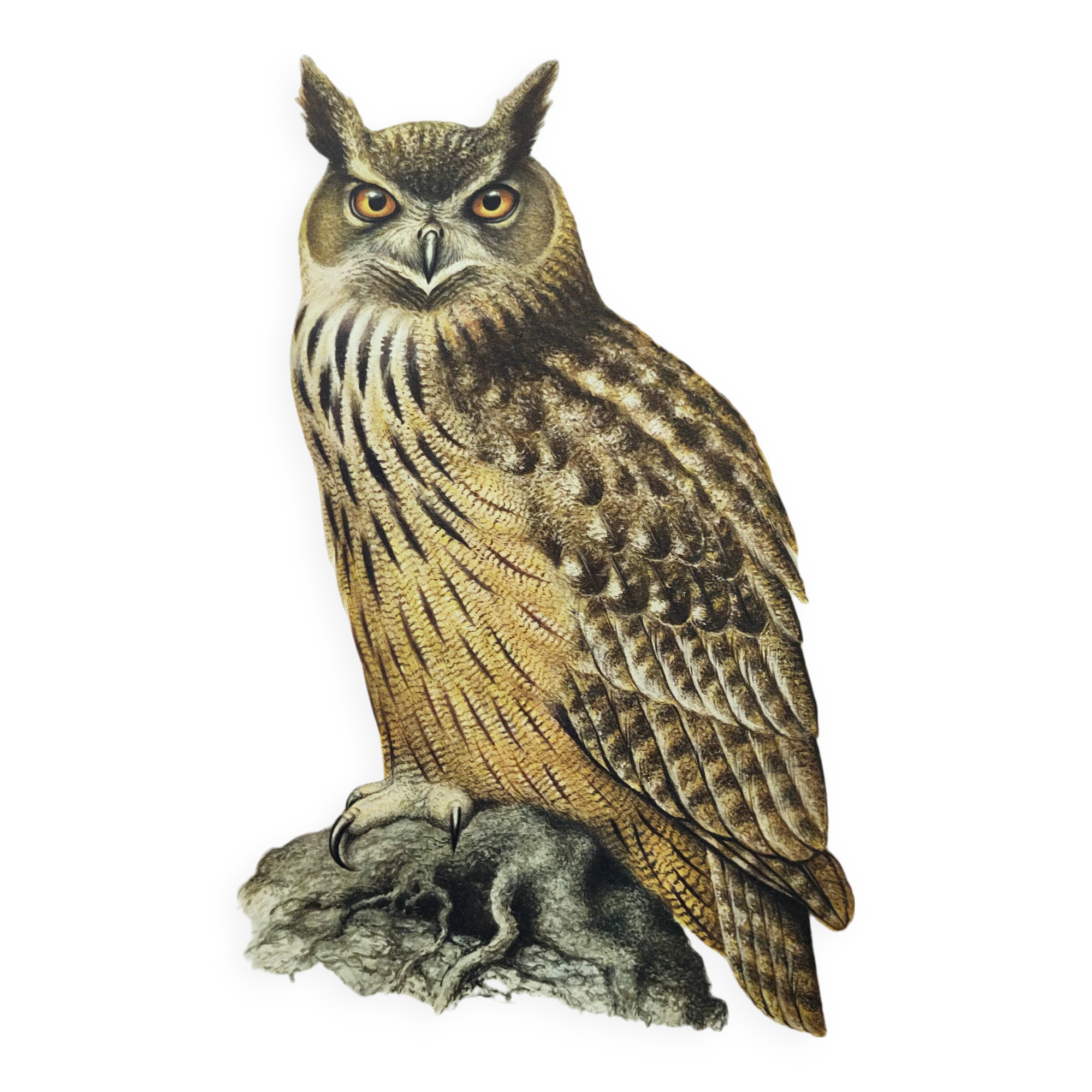 Old bird board 1960s - Eagle Owl - Natural history illustration