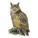Old bird board 1960s - Eagle Owl - Natural history illustration
