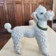 Mid-century poodle