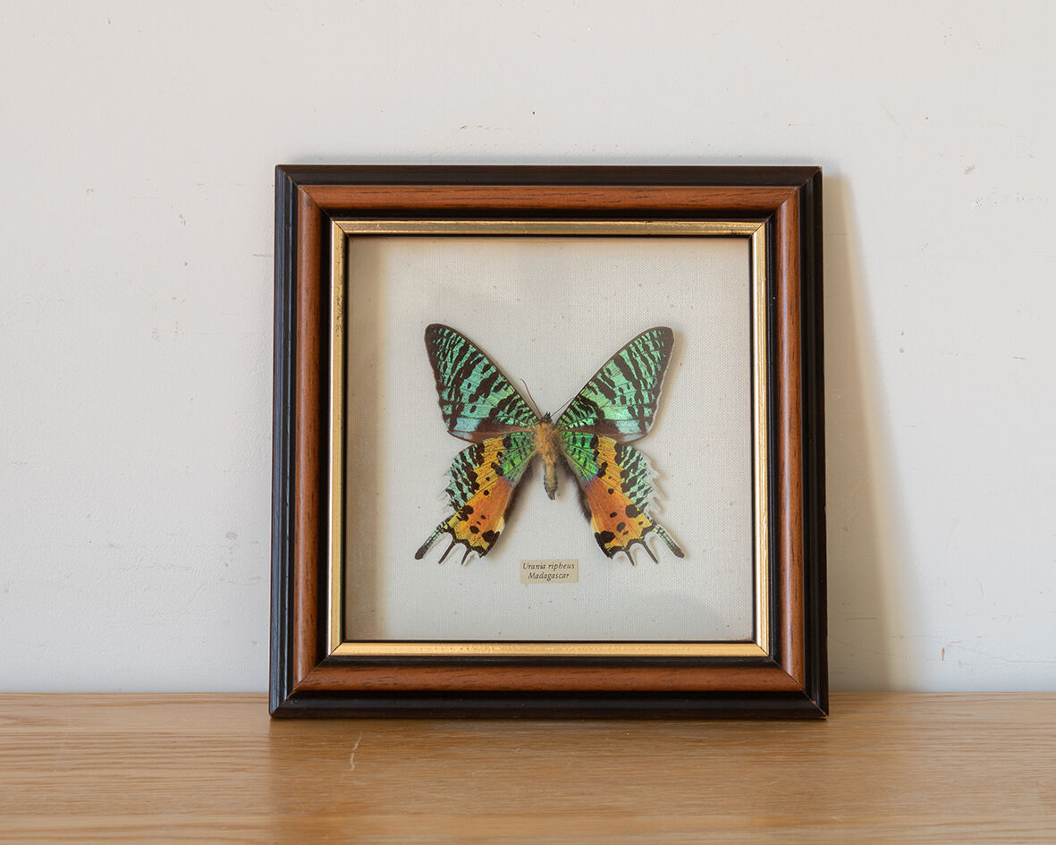 Butterfly frame
