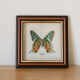 Cadre de papillon