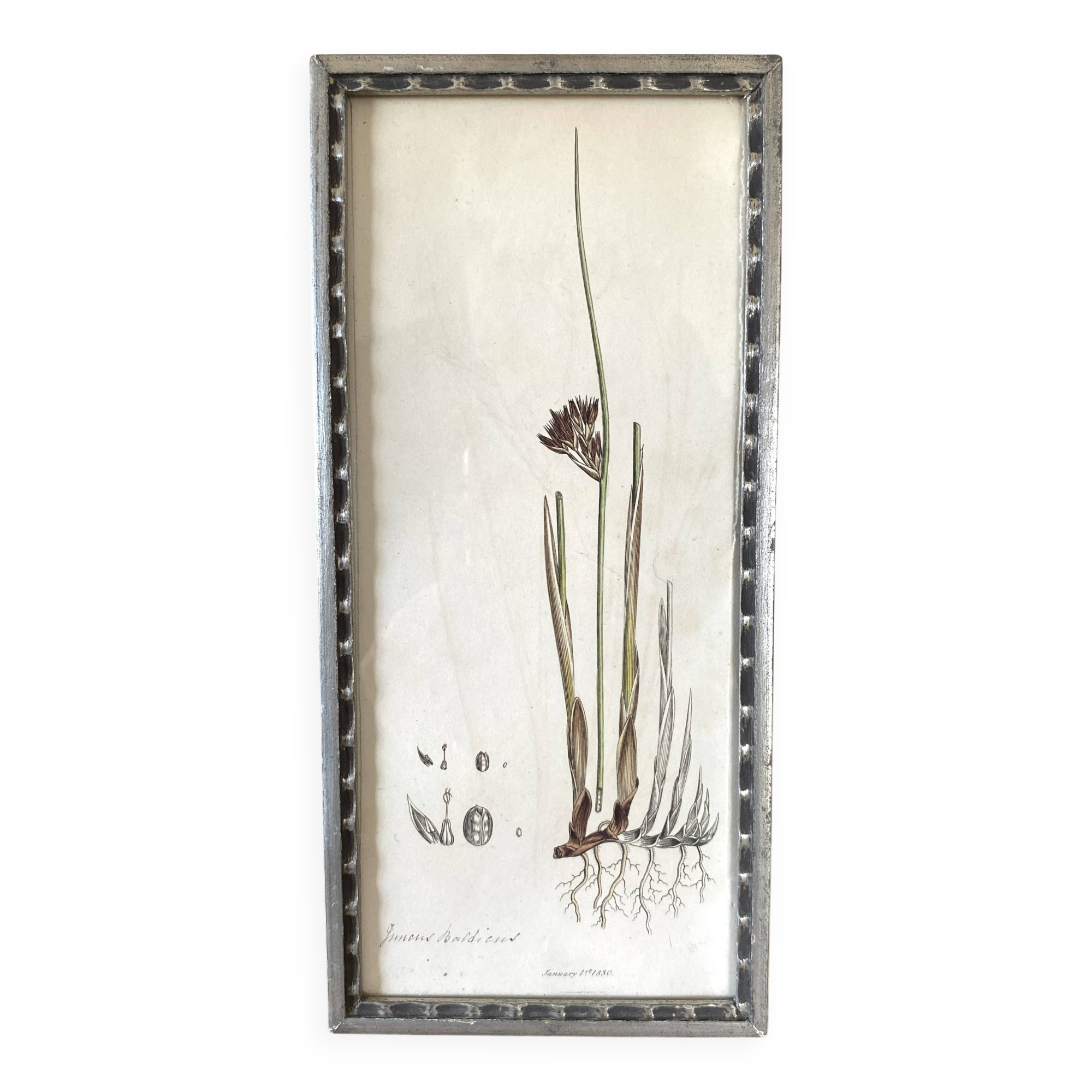 Botanical plate 1830, glazed wooden frame