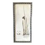 Botanical plate 1830, glazed wooden frame