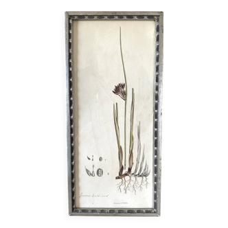 Botanical plate 1830, glazed wooden frame