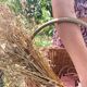 Braided rattan basket 43 cm